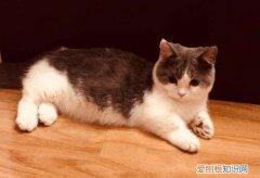 曼基康猫为什么不建议买 曼基康猫