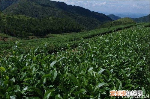 有机茶价格有机茶的功效与作用