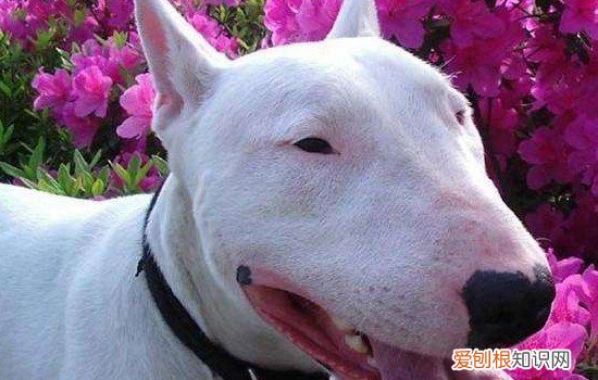 狗狗一有动静就乱叫 狗狗听到动静就乱叫怎么办