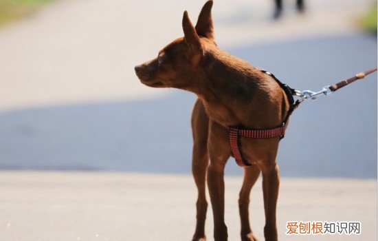 小鹿幼犬多久断尾 小鹿犬断尾最佳位置
