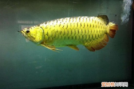 金龙鱼过背和高背哪个好 金龙鱼过背