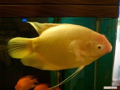 招财鱼红斑病可以用高锰酸钾 招财鱼红斑