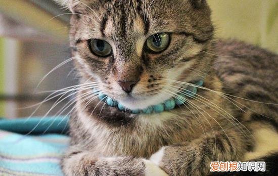 猫咪一个月相当于人多大 猫咪一个月相当于人类多少岁