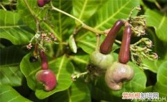 腰果树种植方法腰果的营养价值