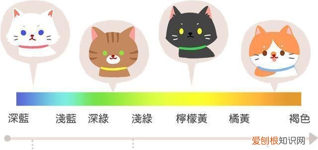 猫咪眼睛颜色变化过程 猫咪眼睛变色的过程