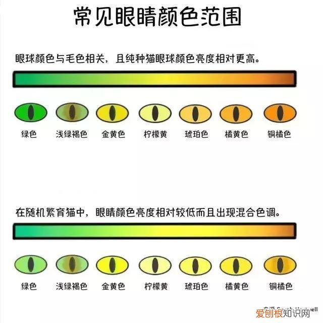 猫咪眼睛颜色变化过程 猫咪眼睛变色的过程