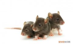 老鼠是什么动物类型，老鼠是野生动物为什么不加以保护