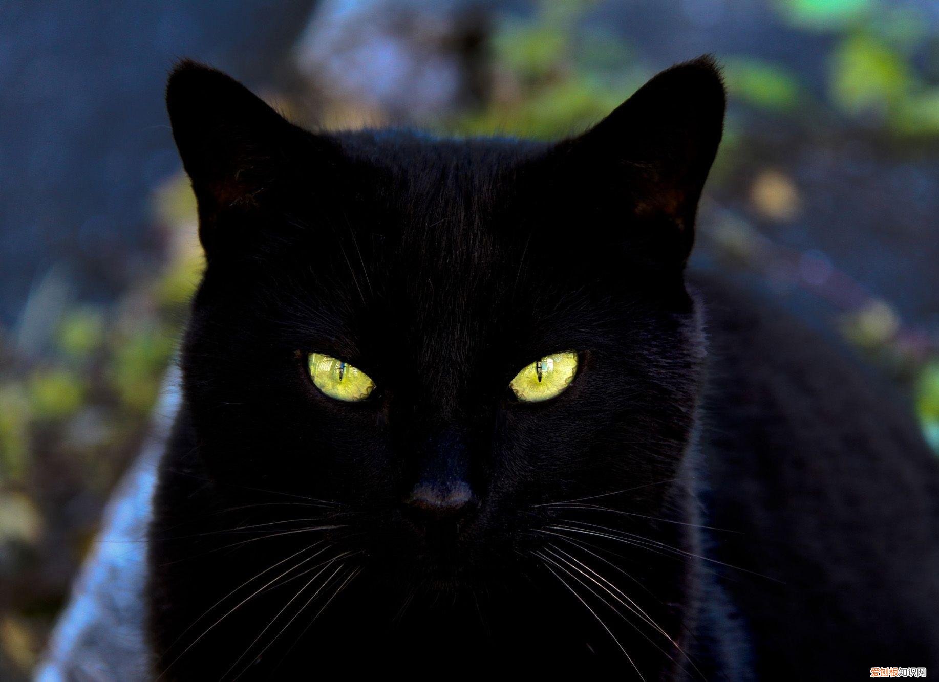 猫的眼睛白天是什么样的晚上是什么样的 猫的眼睛白天和晚上有什么区别