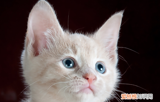 猫的眼睛为什么会变大变小,猫的眼睛为什么会变,猫的瞳孔为什么会变大小