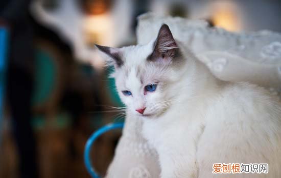 猫打喷嚏流鼻涕是什么原因 猫打喷嚏流鼻涕