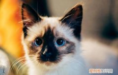 猫冲着人叫什么意思 为什么猫对人叫