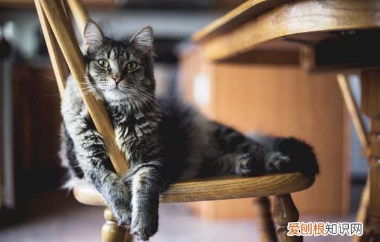 猫咪喜欢轻咬主人手臂是啥意思 猫咪喜欢轻咬主人