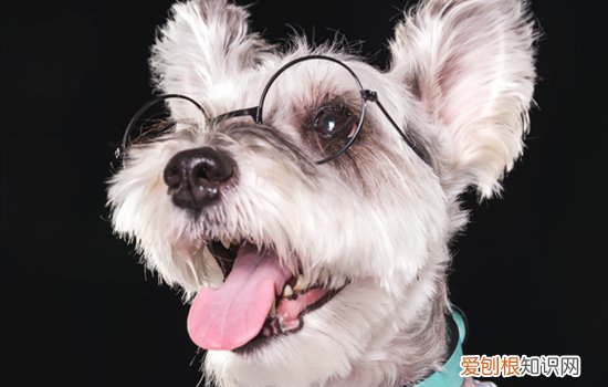 狗狗肠胃不好有点吐怎么办 狗狗肠胃不好经常吐怎么办