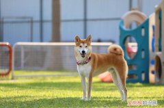 豆柴犬和柴犬区别在哪 豆柴犬和柴犬区别