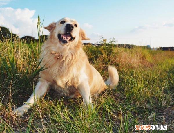 金毛纯种不纯种有什么区别吗? 纯种金毛和不纯种区别