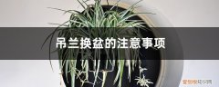 吊兰换盆用什么土壤 吊兰换盆的注意事项，换盆最好用什么土