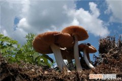 野生蘑菇保鲜方法如何识别野生蘑菇是否有毒