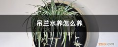 吊兰水培能养鱼吗 吊兰水养怎么养，吊兰水培可以养鱼吗