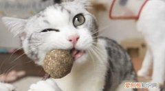 猫薄荷吃多了会怎么样 猫薄荷吃多了