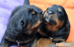上海市禁养犬种目录 上海禁养犬种目录