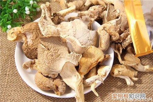 鲍鱼菇的食疗功效 鲍鱼菇图片