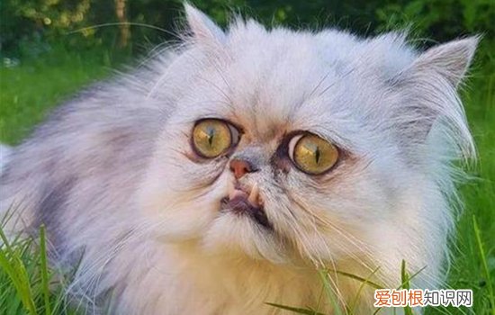 奶奶猫是什么品种 惊魂奶奶猫是什么猫