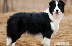 边境牧羊犬智商测试 边境牧羊犬6个月智力