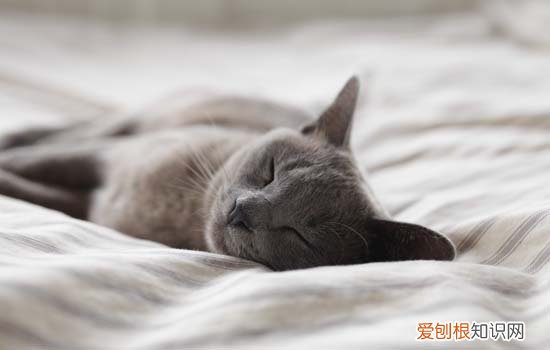 猫咪抑郁症的表现 猫咪抑郁症