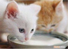 幼猫可以喝什么奶应急,幼猫没母乳可以喝什么奶应急,幼猫喝什么奶应急好