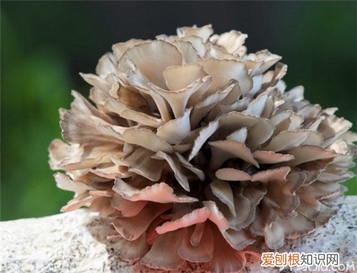 真菌抗癌之王–灰树花的功效与作用,灰树花对什么癌效果好