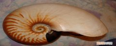 鹦鹉螺的特点有哪些图片 鹦鹉螺的特点有哪些