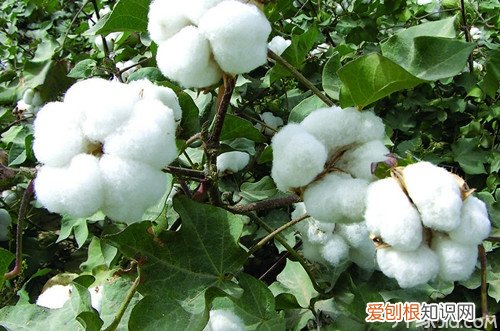 棉籽是个宝 棉籽用途