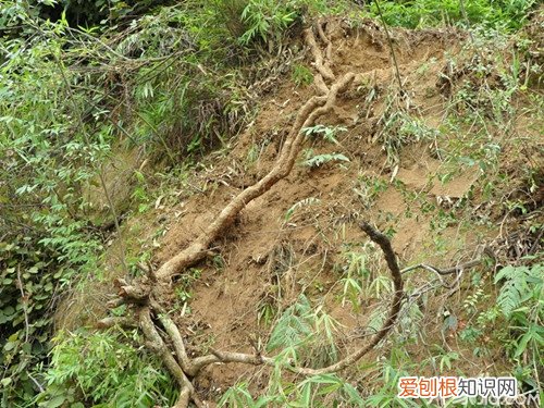 国家认可健康中药 藤梨根的功效与作用