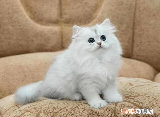 长毛银渐层和金吉拉有什么区别 长毛银渐层和金吉拉的区别