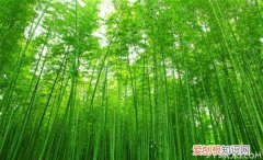 竹子的特性竹子的象征意义
