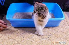 猫砂可冲进马桶里吗 猫砂冲进马桶