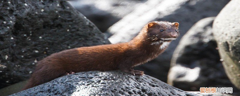 水貂的特点 貂的特点是什么