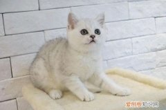 猫不停的刨猫砂怎回事 猫不停的刨猫砂