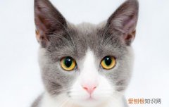 小奶猫多大可以清理耳朵,小奶猫多大清理耳朵好,小奶猫多大清理耳朵合适