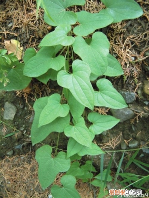 野山药种植技术 野山药生长特性