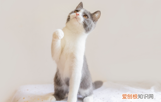 笼养猫的好处和坏处 笼养猫有什么好处和坏处