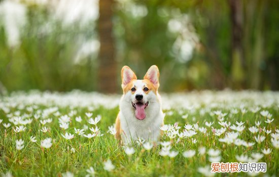 狗狗吃骨头不消化呕吐怎么办呢 狗狗吃骨头不消化呕吐怎么办