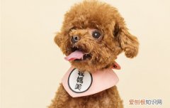 泰迪犬的历史 泰迪狗的起源和历史