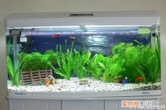 水族箱过滤器制作方法与作用，水族箱过滤器制作方法与作用图解