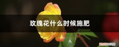 玫瑰花开花期间施什么肥 玫瑰花什么时候施肥，施什么肥好