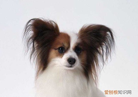 蝴蝶犬谁养谁后悔 饲养蝴蝶犬的危害