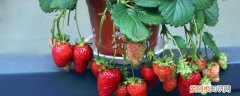 草莓要怎么种植才长得好 草莓如何种植才长得好呢