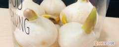 郁金香种子水培怎么种植 郁金香种子水培种植的方法介绍