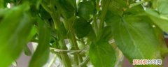 西洋菜水培怎么种植 西洋菜水培种植方法介绍