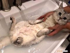 小猫几个月可以洗澡不 小猫几个月可以洗澡